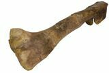 Hadrosaur (Edmontosaurus) Tibia - South Dakota #113113-5